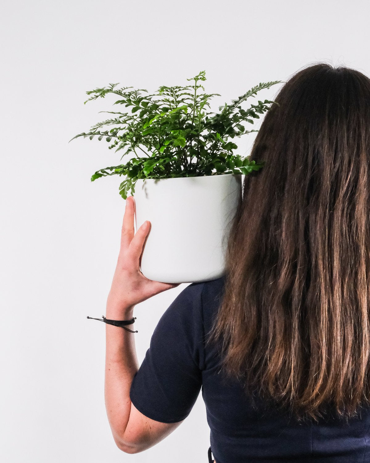 Asplenium paravati in weissem Topf, gehalten von einer Frau.