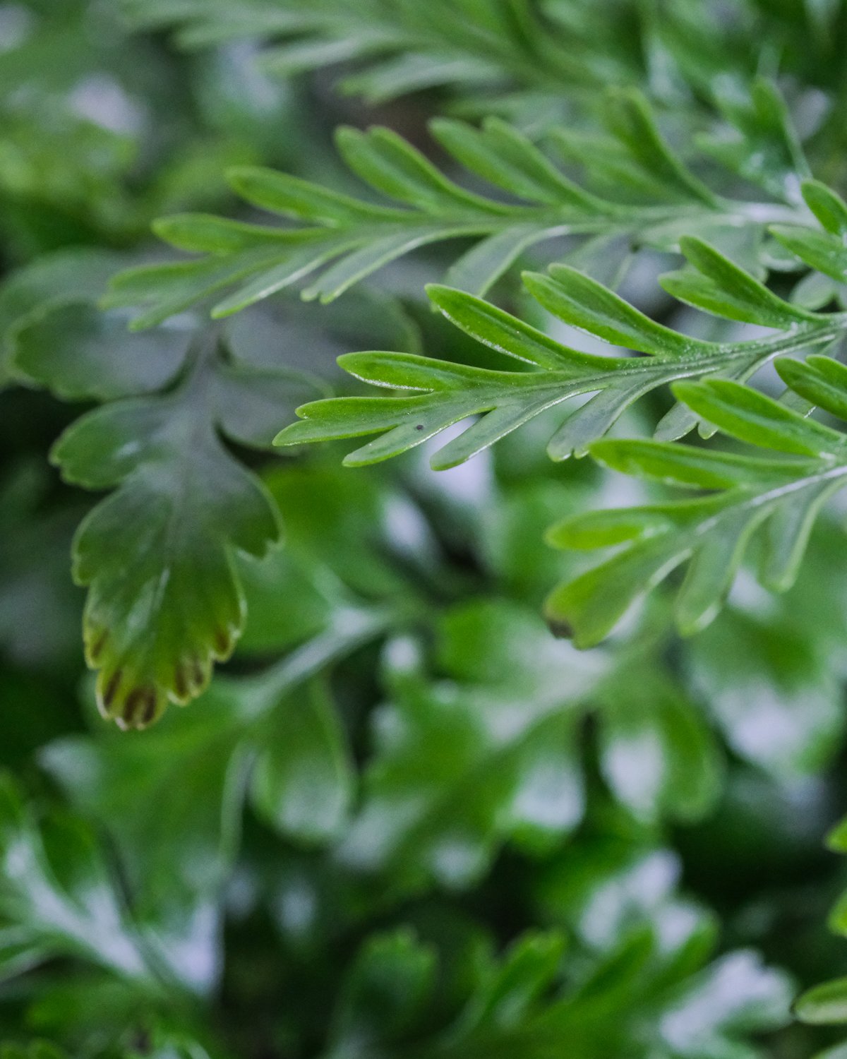 Nahaufnahme von Asplenium paravati Blätter