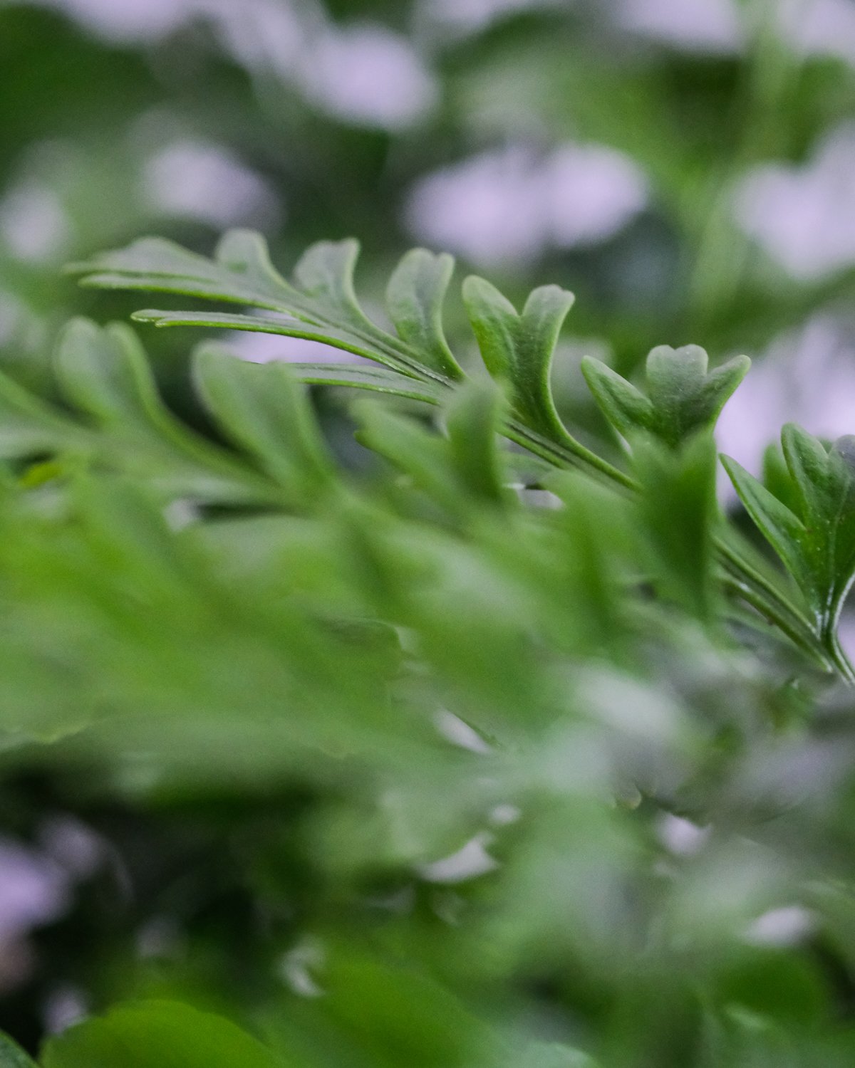 Nahaufnahme von Asplenium paravati Blätter