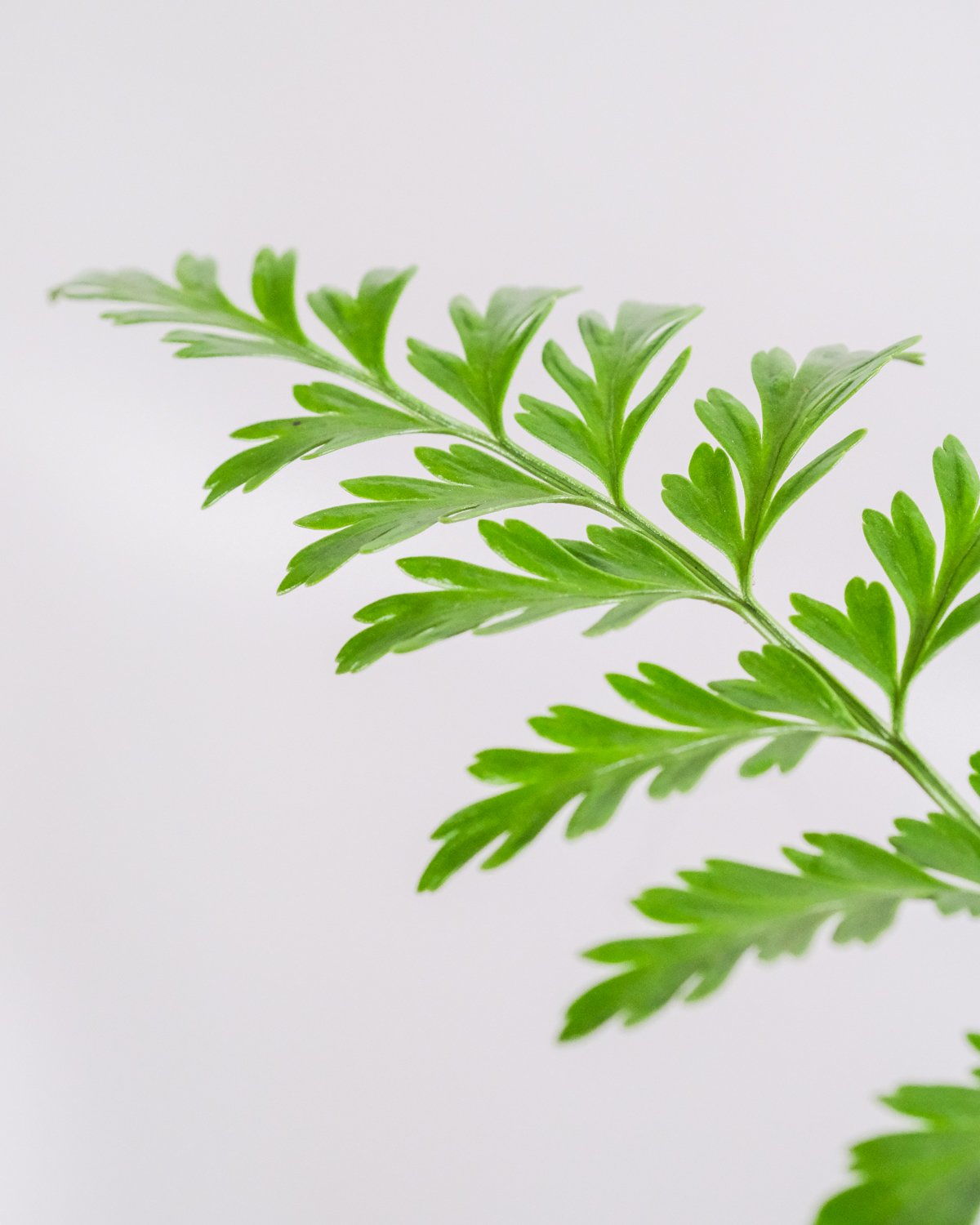 Nahaufnahme von Asplenium paravati Blatt