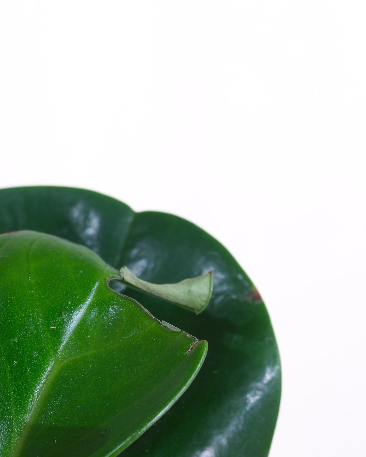 Baby Peperomia Obtusifolia, Detailshot eines Makels im Blatt