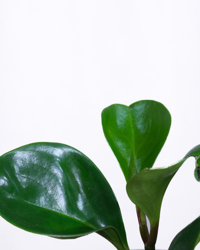 Baby Peperomia Obtusifolia, Detailaufnahme der Blätter