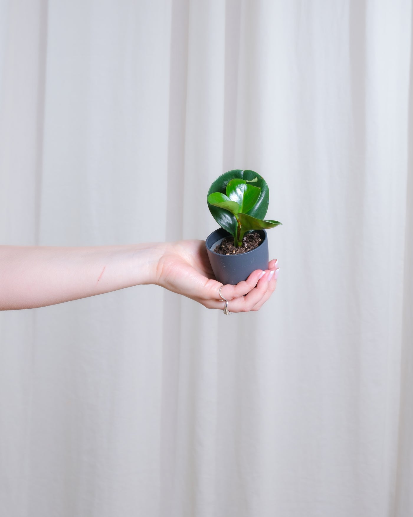 Baby Peperomia Obtusifolia in anthrazitfarbenem Übertopf wird von links von einer Hand ins Bild gehalten.