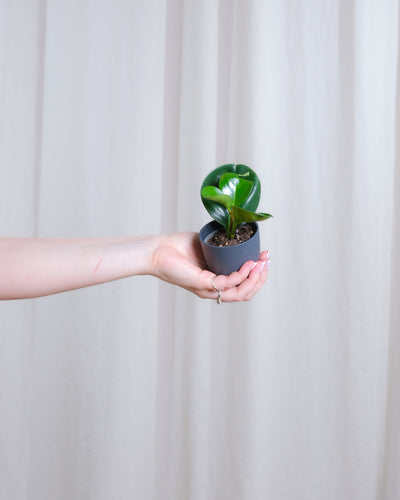 Baby Peperomia Obtusifolia in anthrazitfarbenem Übertopf wird von links von einer Hand ins Bild gehalten.