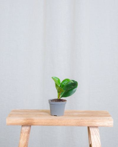 Baby Peperomia Obtusifolia ohne Übertopf