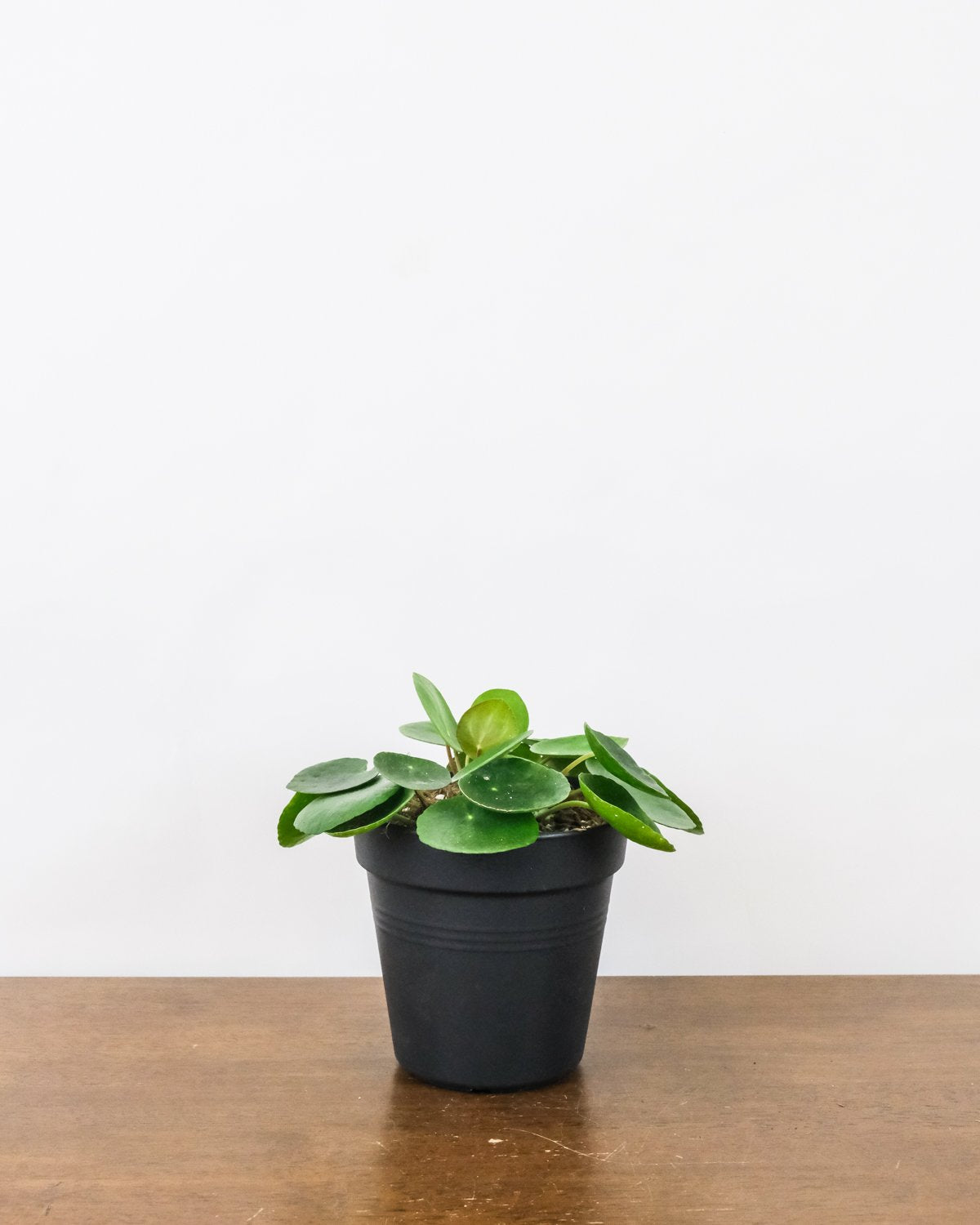 Baby-Ufopflanze oder Pilea in ihrem schwarzen Innentopf.