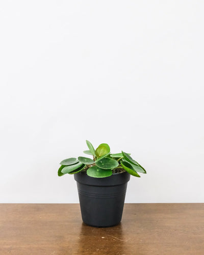 Baby-Ufopflanze oder Pilea in ihrem schwarzen Innentopf.