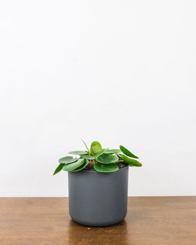 Baby-Ufopflanze oder Pilea in anthrazitfarbenem Topf.
