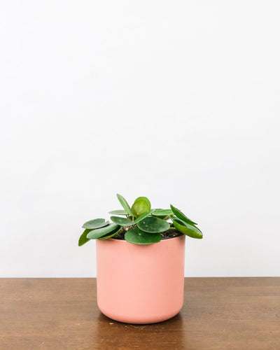 Baby-Ufopflanze oder Pilea in pinkem Topf.