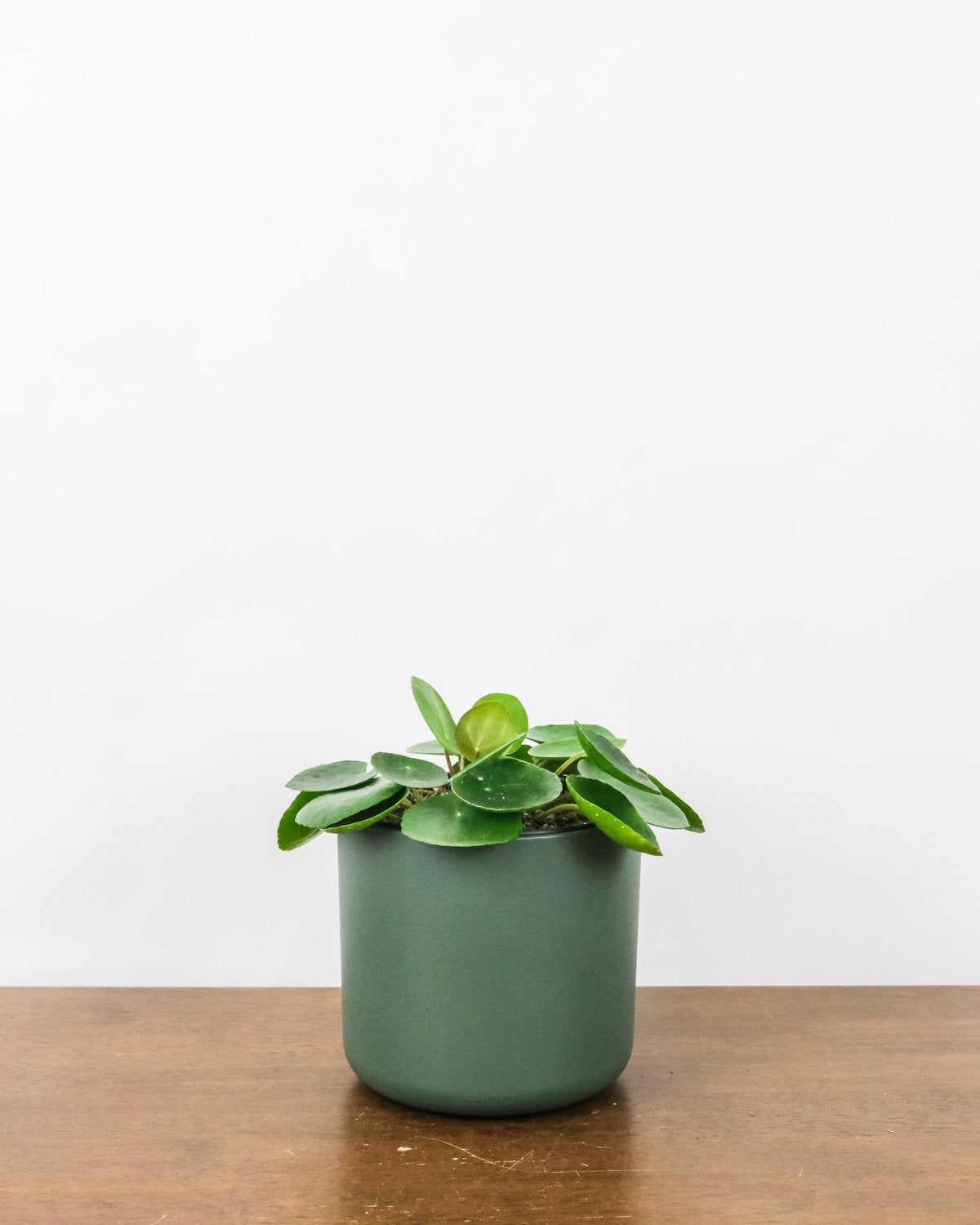 Baby-Ufopflanze oder Pilea in grünem Topf.