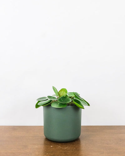 Baby-Ufopflanze oder Pilea in grünem Topf.