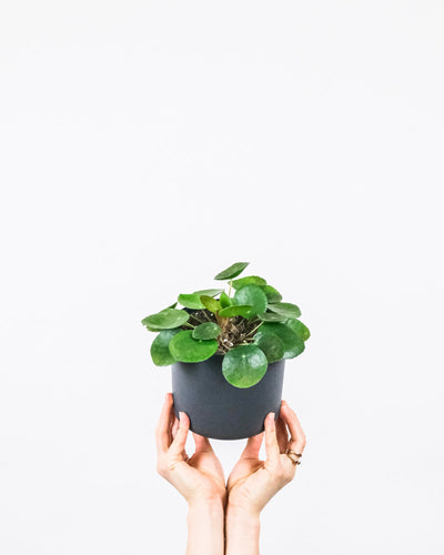 Baby-Ufopflanze oder Pilea in einem anthrazitfarbenem Topf, hochgereckt von zwei Frauenhände.