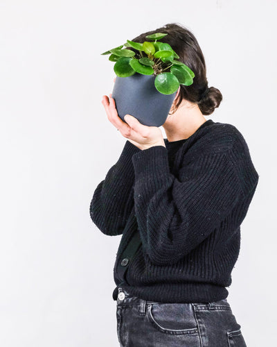 Baby-Ufopflanze oder Pilea in einem anthrazitfarbenem Topf, gehalten von einer Frau.
