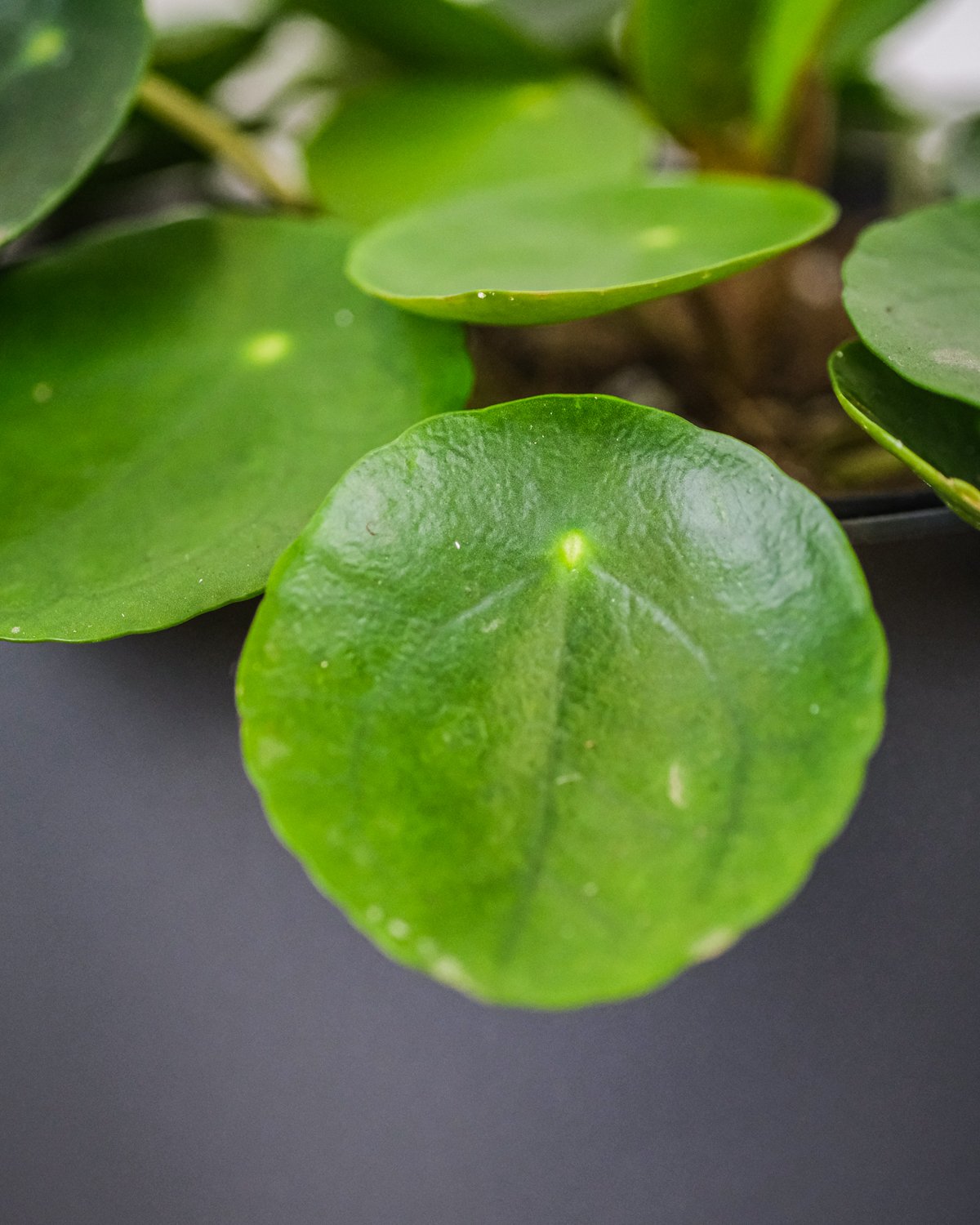 Nahaufnahme von einem Blatt einer Baby-Ufopflanze oder Pilea.