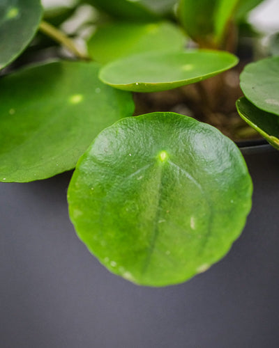 Nahaufnahme von einem Blatt einer Baby-Ufopflanze oder Pilea.