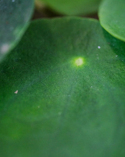 Nahaufnahme von einem Blatt einer Aussergewöhnlichen Baby-Ufopflanze oder Pilea.