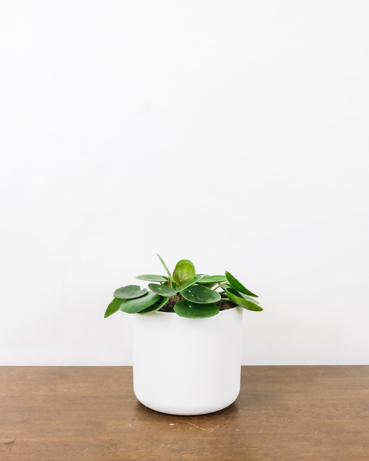 Baby-Ufopflanze oder Pilea in weissem Topf