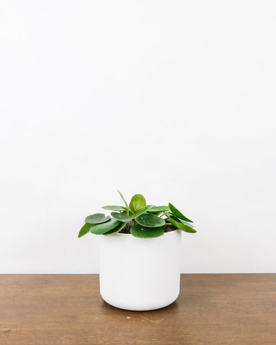 Baby-Ufopflanze oder Pilea in weissem Topf