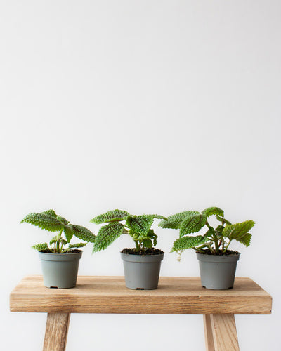 Babypflanzen-Trio: Pilea ‘Moon Valley’