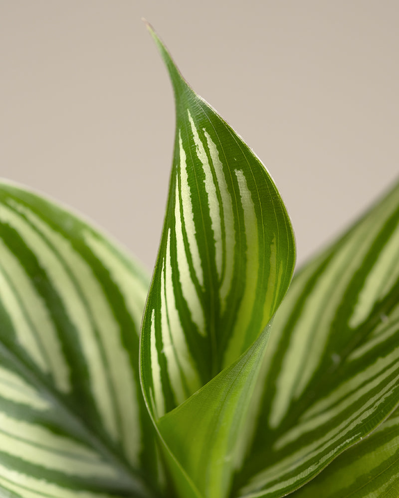 Detailaufnahme Calathea Blatt