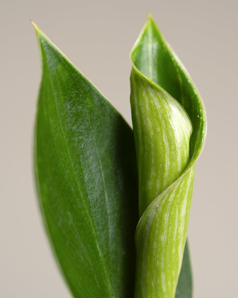 Detailaufnahme Philodendron 