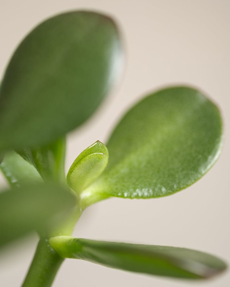 Detailaufnahme Geldbaum Blatt