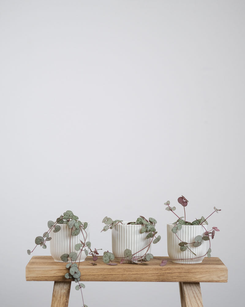 Drei Baby-Leuchterpflanzen in weissen Töpfchen stehen auf einem Stück Holz.