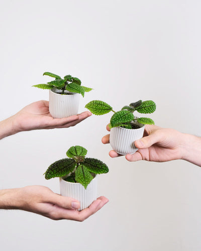 Drei Pilea-Babypflanzen in weissen Töpfchen werden von Händen gehalten.