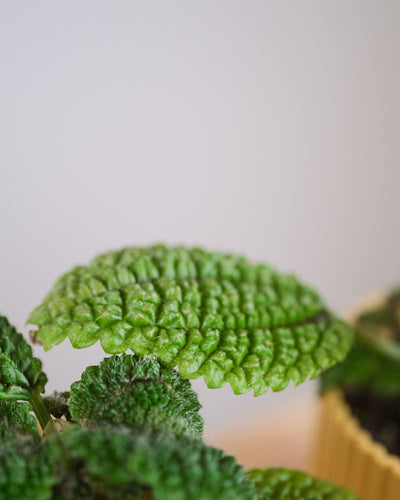 Dunkelgrünes Blatt einer Pilea 'Moon Valley'.