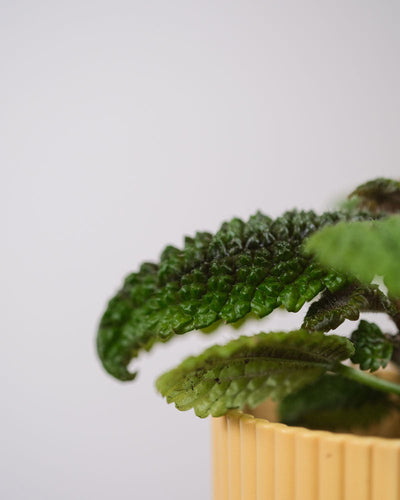 Dunkelgrünes Blatt einer Pilea 'Moon Valley'.