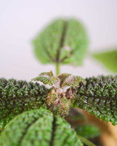 Neue Blätter einer Pilea 'Moon Valley'.