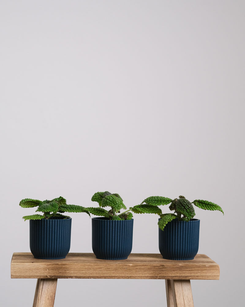 Drei Pilea-Babypflanzen in dunkelblauen Töpfchen stehen auf einem Stück Holz.
