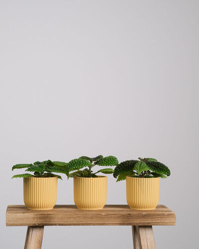 Drei Pilea-Babypflanzen in gelben Töpfchen stehen auf einem Stück Holz.
