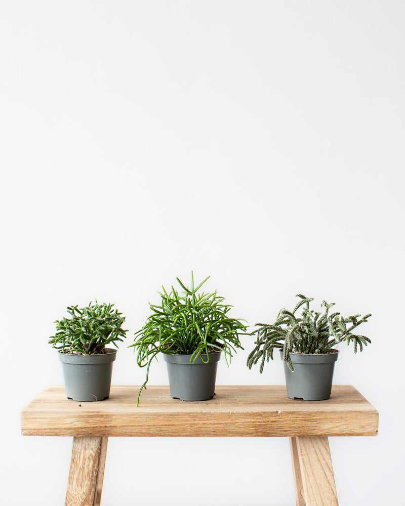 Rhipsalis Babypflanzen-Trio