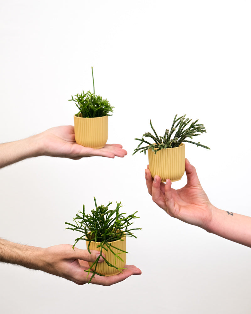 Drei Rhipsalis Babypflanzen in gelben Töpfchen werden von Händen gehalten.