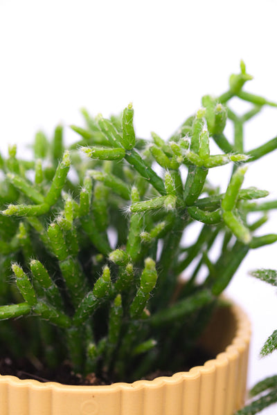 Detailaufnahme einer Baby-Rhipsalis.