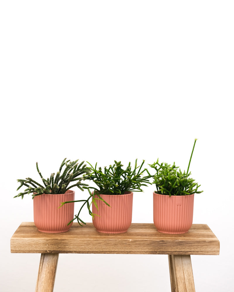 Drei Rhipsalis Babypflanzen in pinken Töpfchen.
