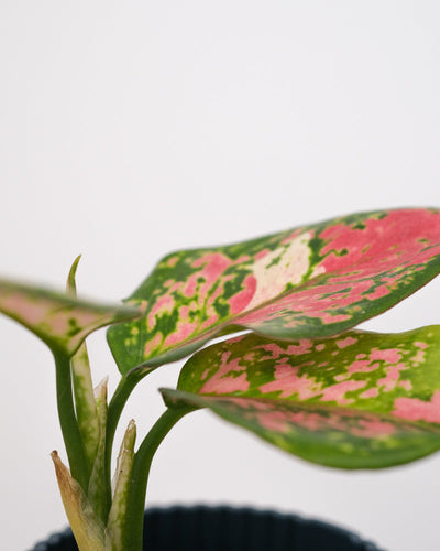Detailaufnahme eines Blattes einer Baby-Aglaonema.