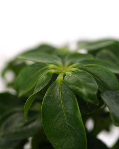Detailaufnahme eines Blattes einer Baby-Schefflera.
