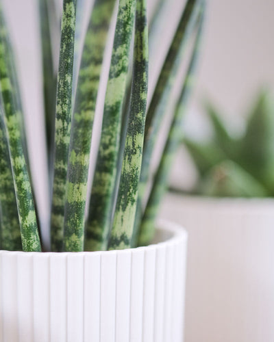 Grüne Blätter einer Baby Sansevieria ‘Mikado’.