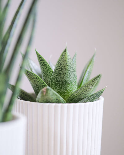 Grüne Blätter einer Baby Gasteria ‘Flow’.
