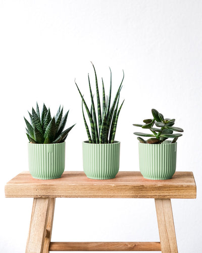 Drei Babypflanzen (Gasteria 'Flow', Sansevieria Mikado und Geldbaum) in kleinen, mintfarbenen Töpfchen vor weisser Wand.
