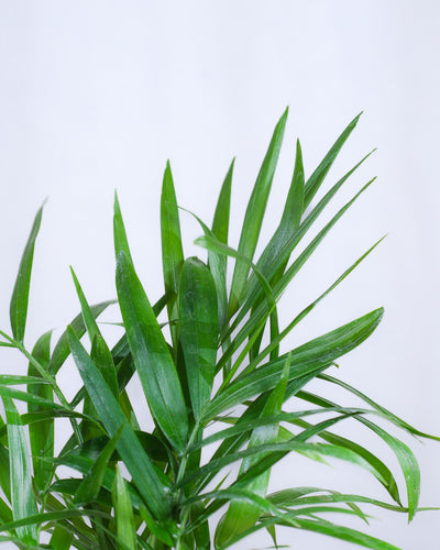 Baby Bergpalme, Detailshot der Blätter.