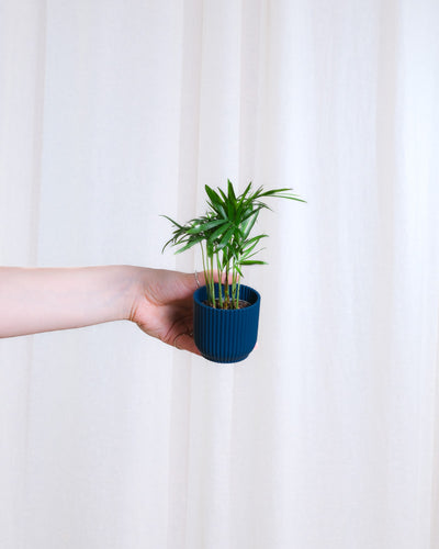 Baby Bergpalme in dunkelblauem Übertopf wird von links von einer Hand ins Bild gehalten.