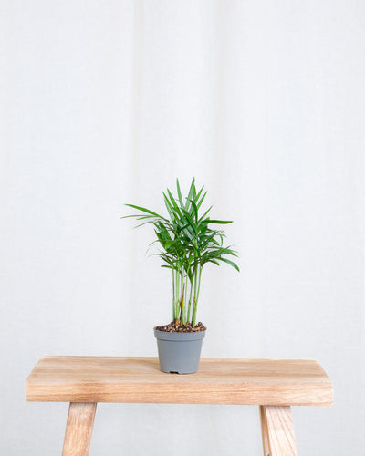 Baby Bergpalme ohne Übertopf