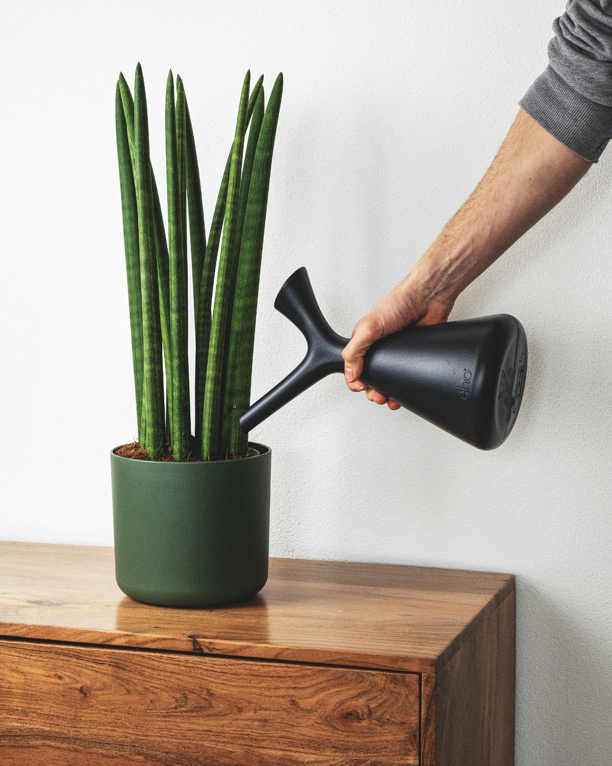 Plunge Giesskanne in Schwarz, eine Sansevieria Straight in grünem Topf tränkend