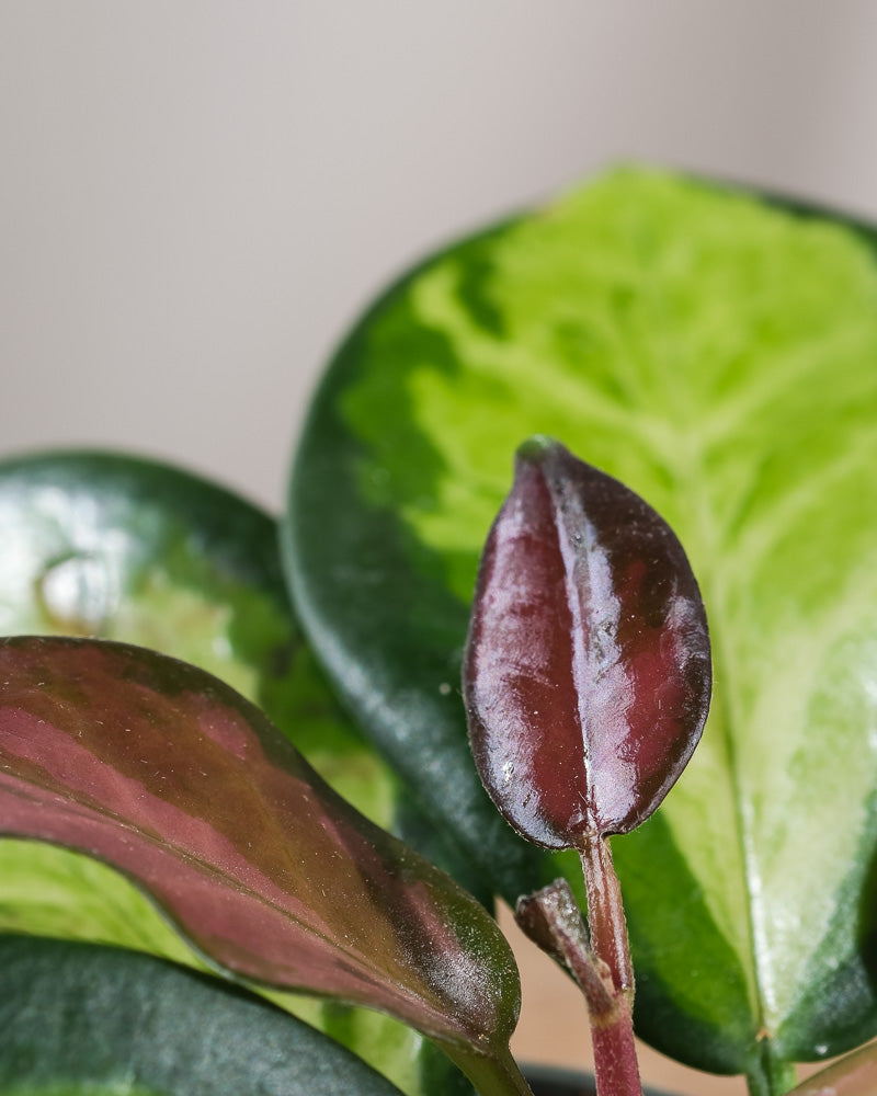 Hoya carnosa tricolor Detailaufnahme