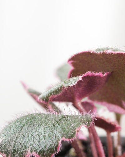 Saxifraga variegata Detailaufnahme