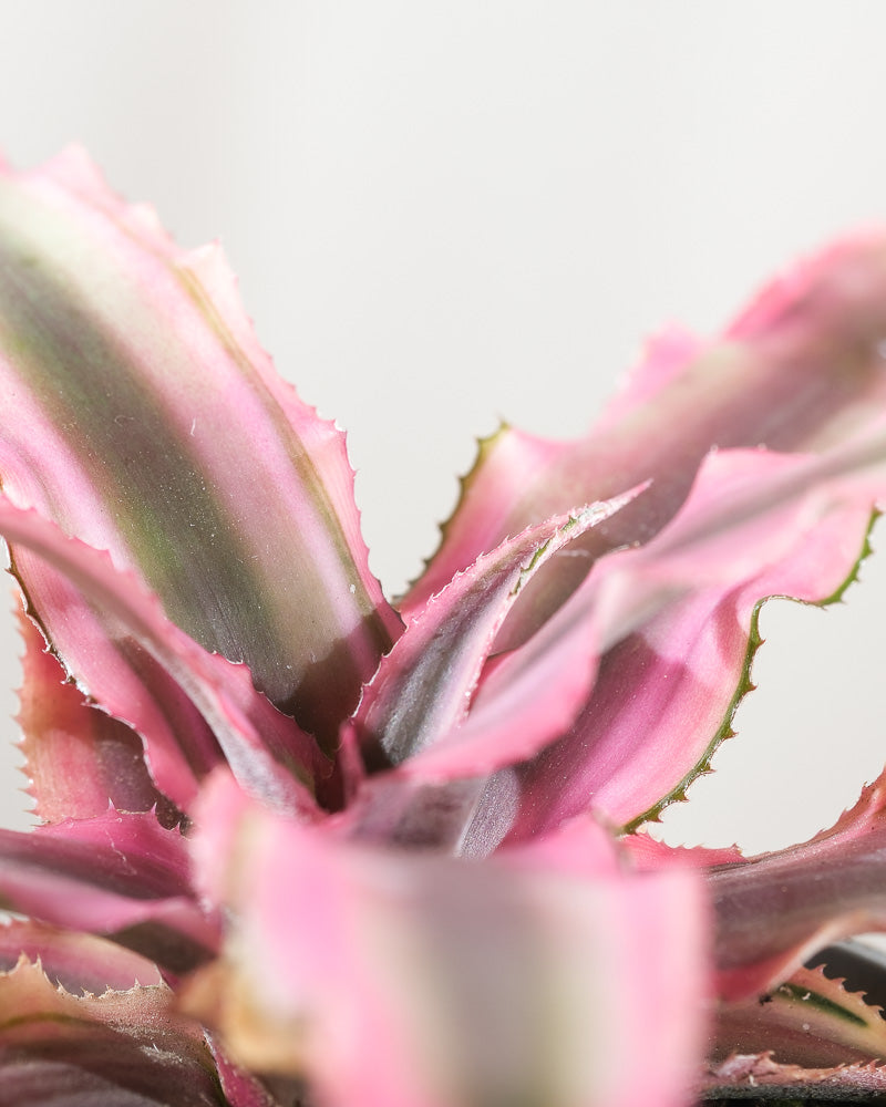Cryptanthus bivittatus 'Pink Star' Detailaufnahme