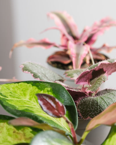 Cryptanthus bivittatus 'Pink Star', Hoya carnosa tricolor und Saxifraga variegata Detailaufnahme